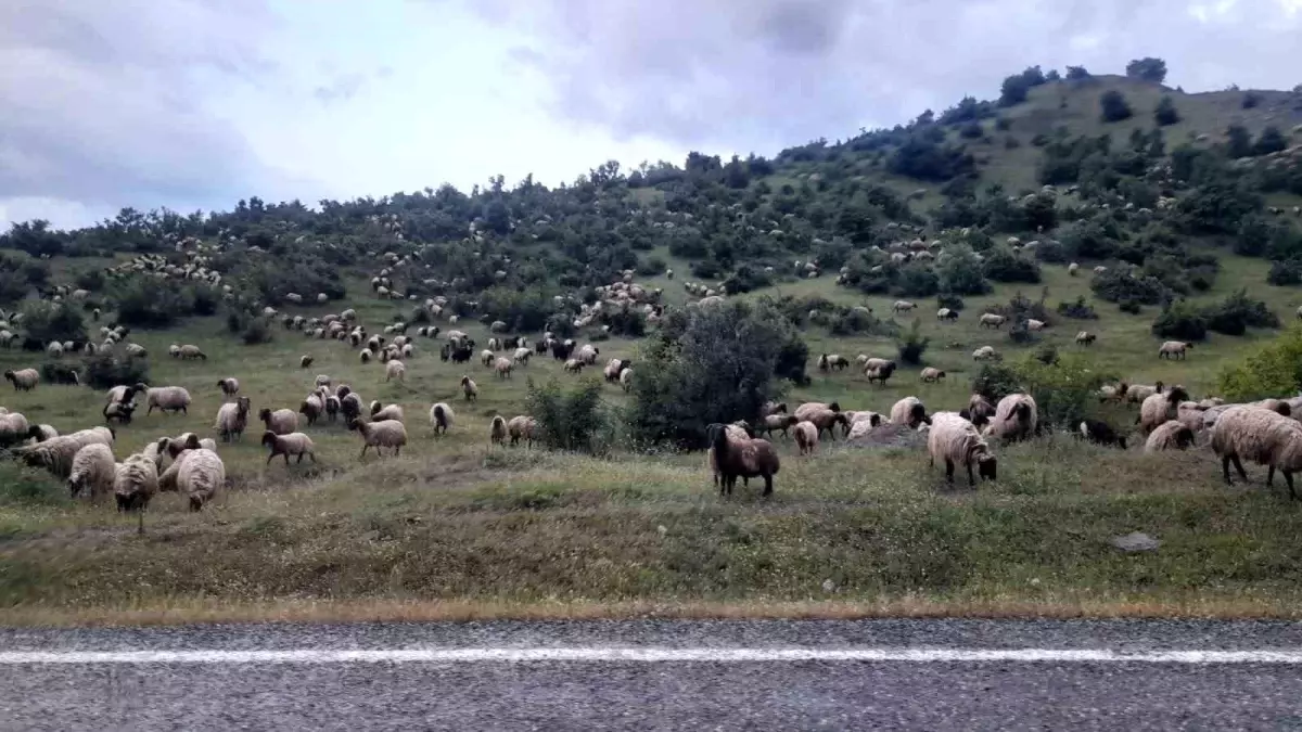 Besiciler Muş\'un Şenyayla bölgesine gitmek için yola çıktı