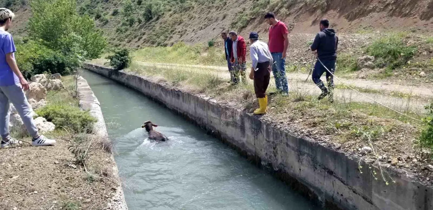 Erzincan\'da HES kanalına düşen dana kurtarıldı