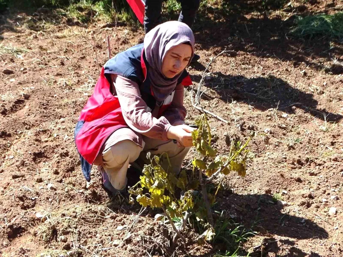 Hisarcık\'ta Don Olayı: Üzüm Bağları ve Sebze Fideleri Zarar Gördü