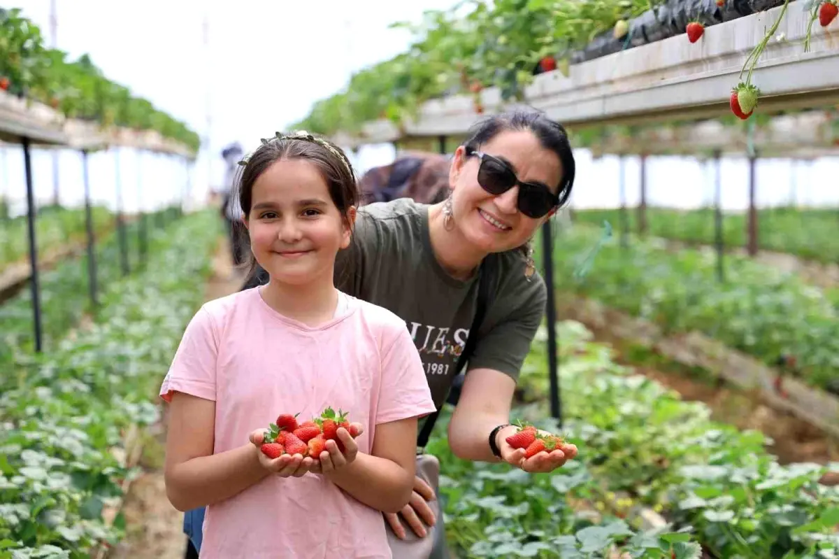 Kahramanmaraş\'ta Yıl Boyu Üretilen Çilekler Seralarda Toplanıyor