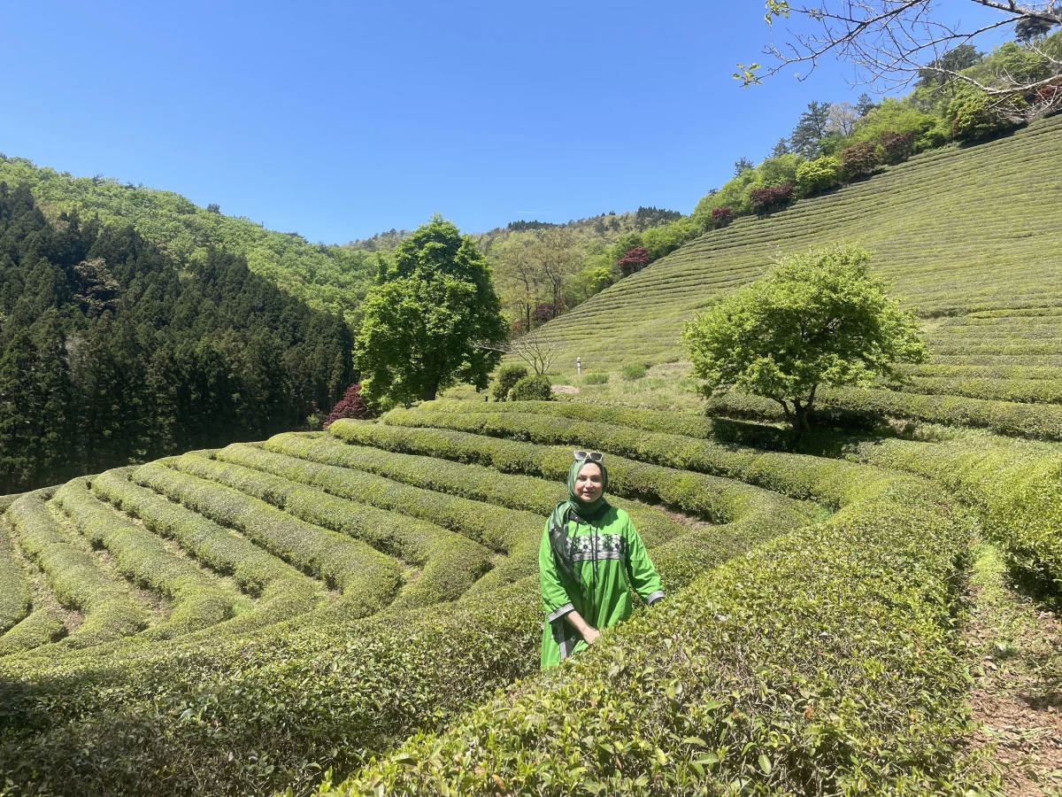 Kore\'de Doğa ve Kültürün Birleştiği Nokta: Çay Plantasyonları