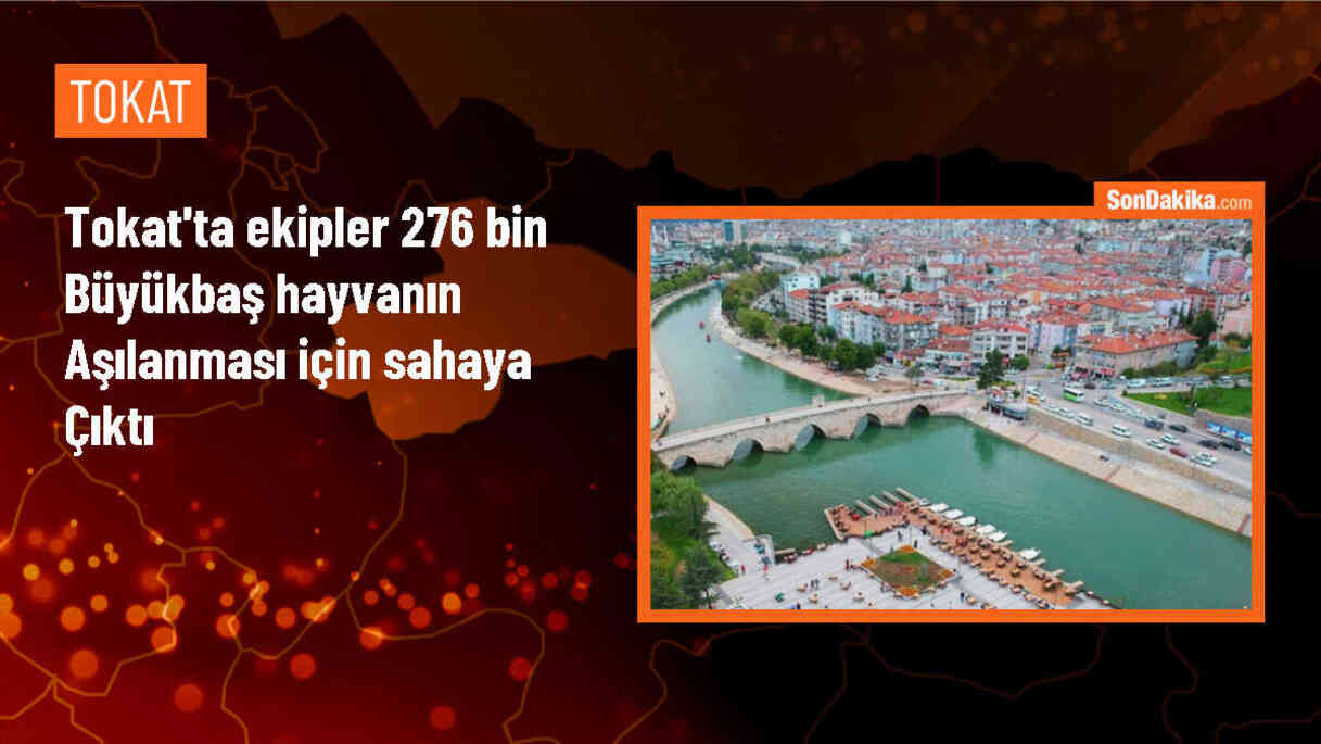 Tokat\'ta 276 bin büyükbaş hayvana şap aşısı yapılıyor