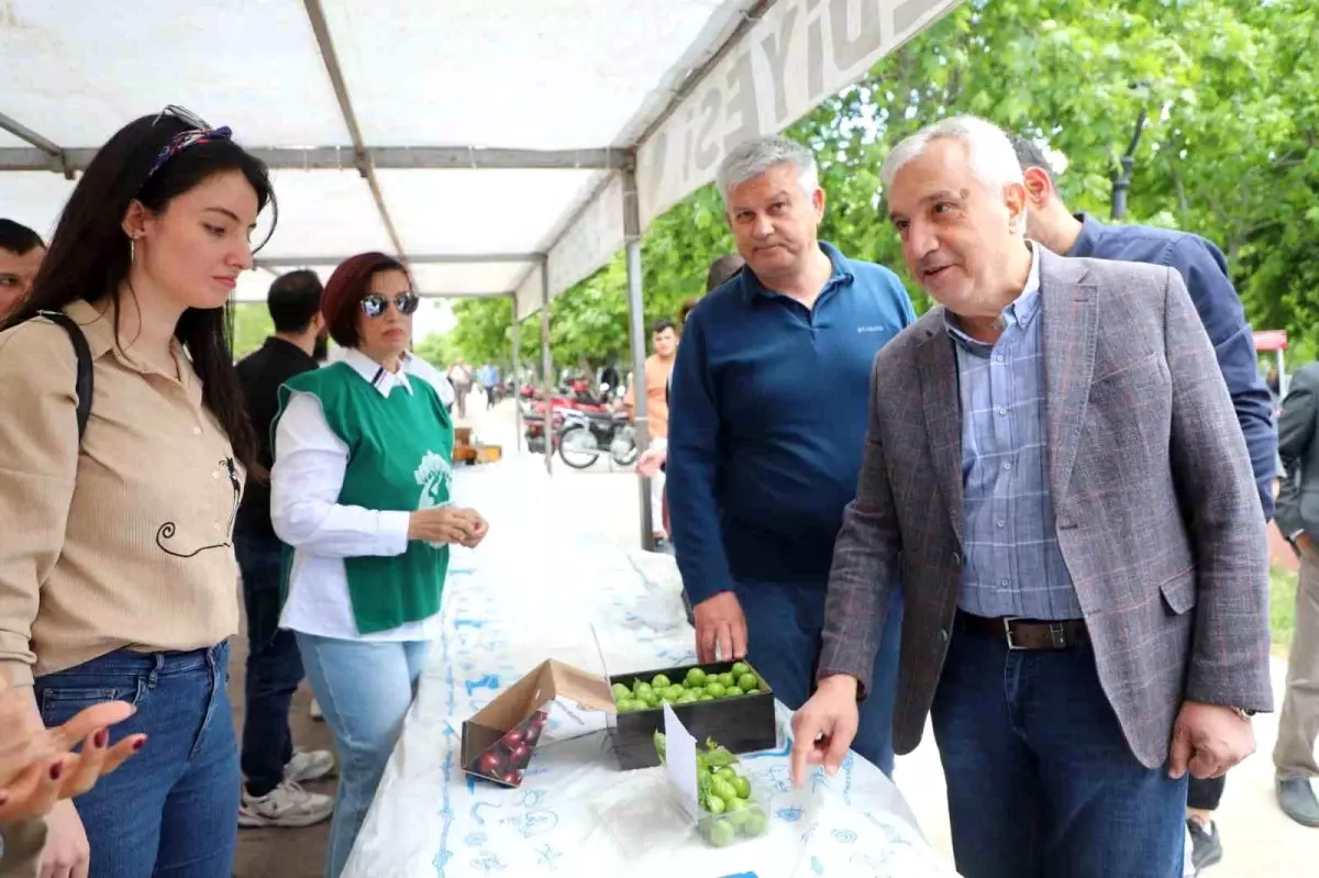 Turgutlu\'da Dumanlı Papaz Eriği Hasadı ve En Güzel Erik Yarışması Gerçekleştirildi