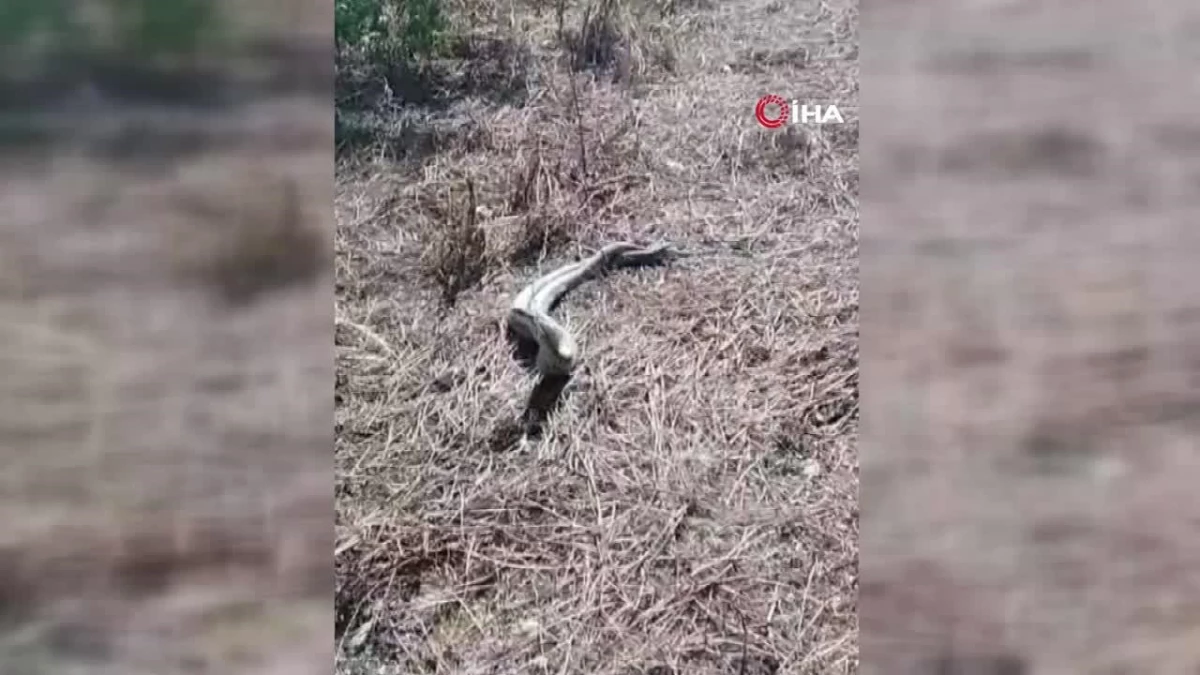 Türkiye\'nin en zehirli yılanı olan koca engereklerin çiftleşme dansı kamerada