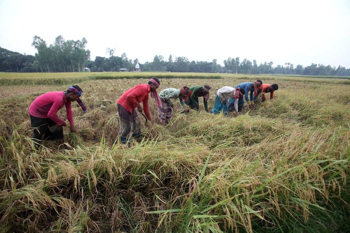 Bangladeş\'te çiftçiler çeltik hasadının veriminden memnun