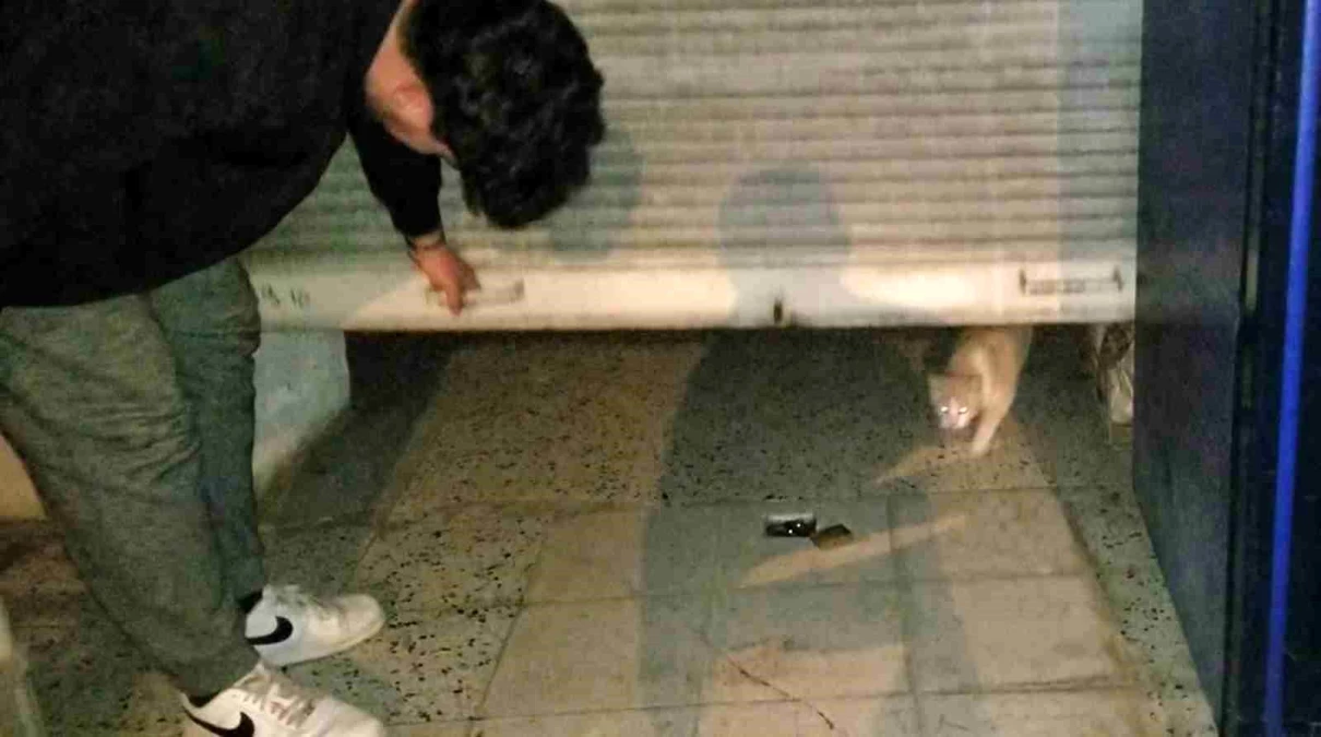 Erzincan\'da hırsızlık şüphelisi kedi çıktı