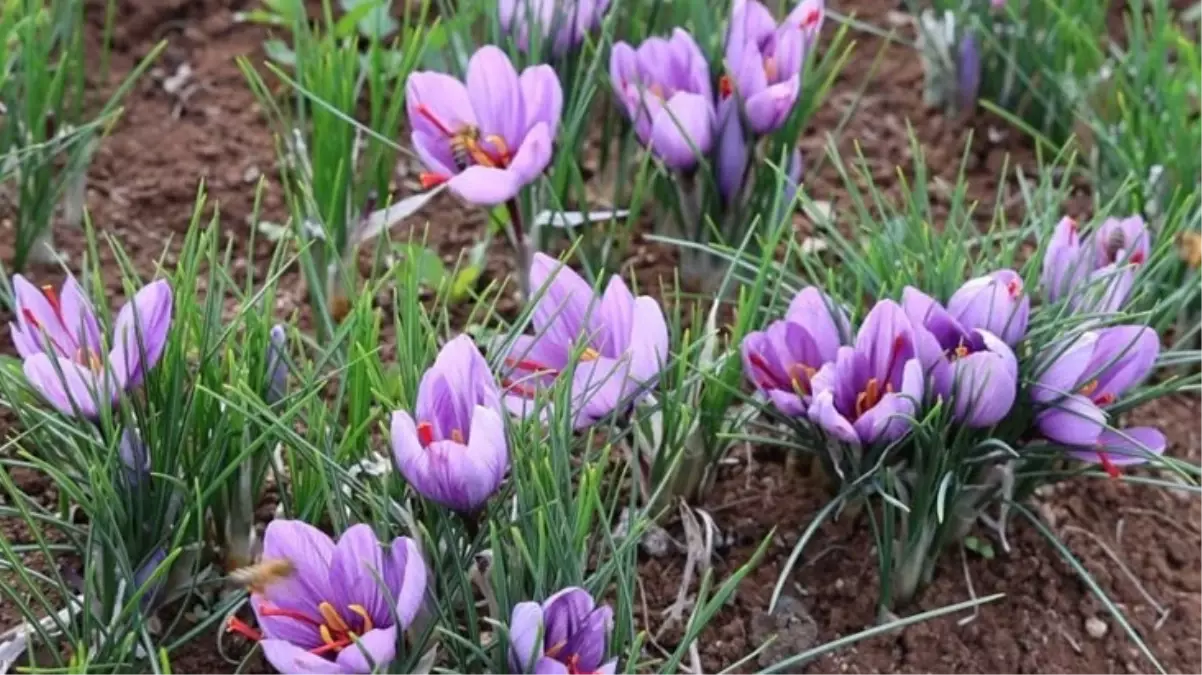 Dünyanın en pahalı baharatını ekti, kilosunu 200 bin liradan satıyor