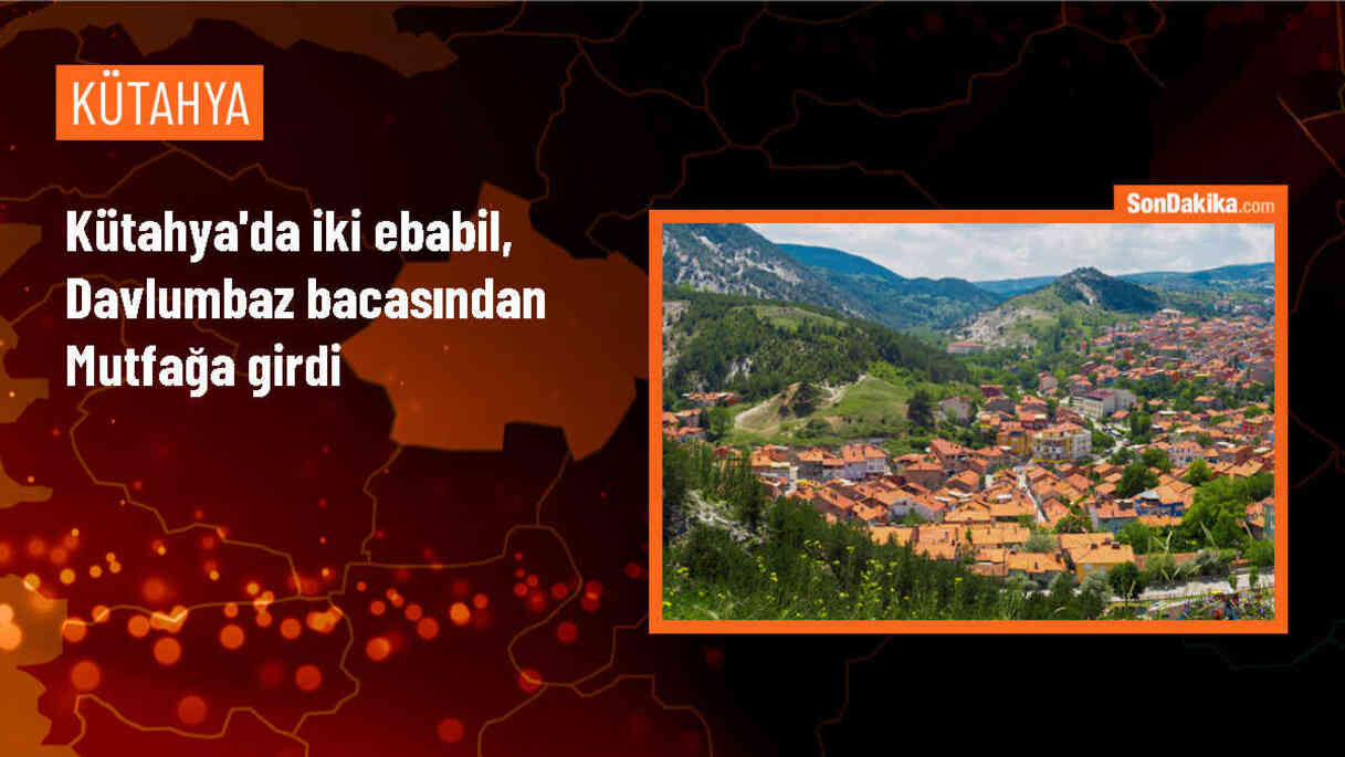 Kütahya\'da bir evin mutfağına giren ebabil koruma altına alındı