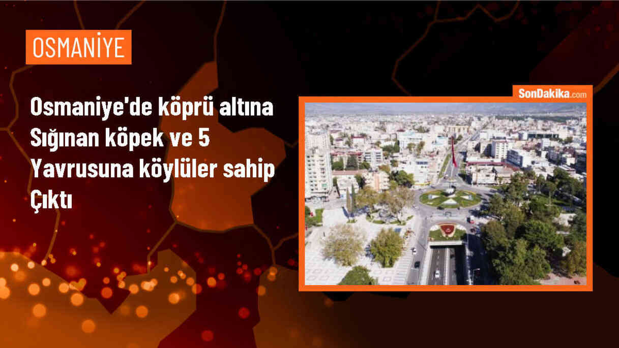Osmaniye\'de köprü altına sığınan köpek ve 5 yavrusuna köylüler sahip çıktı