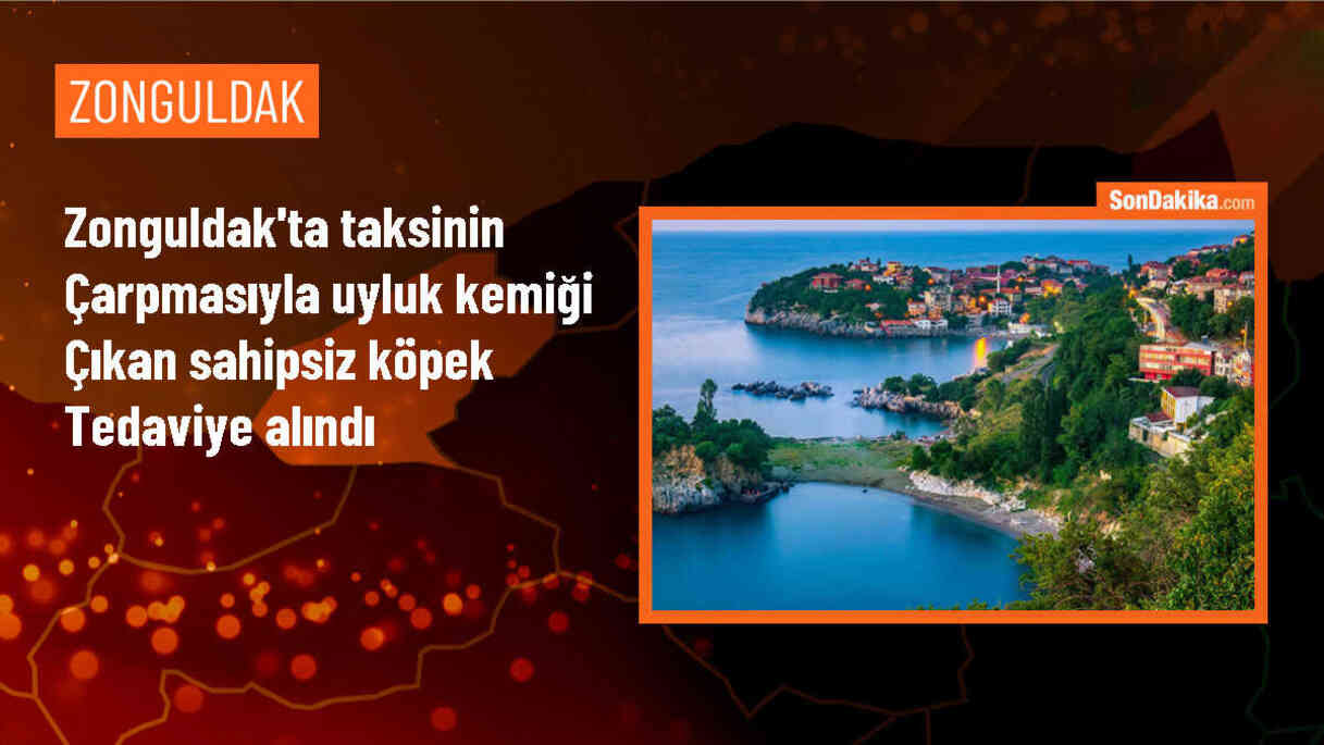 Zonguldak\'ta taksinin çarpması sonucu uyluk kemiği çıkan sahipsiz köpek tedavi edildi