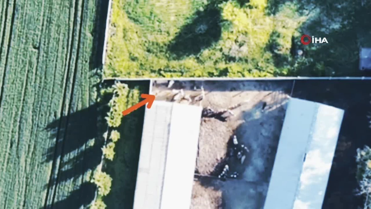 Cinayetten aranan şahıs, otluk alana saklanırken dron kamerasına böyle yakalandı