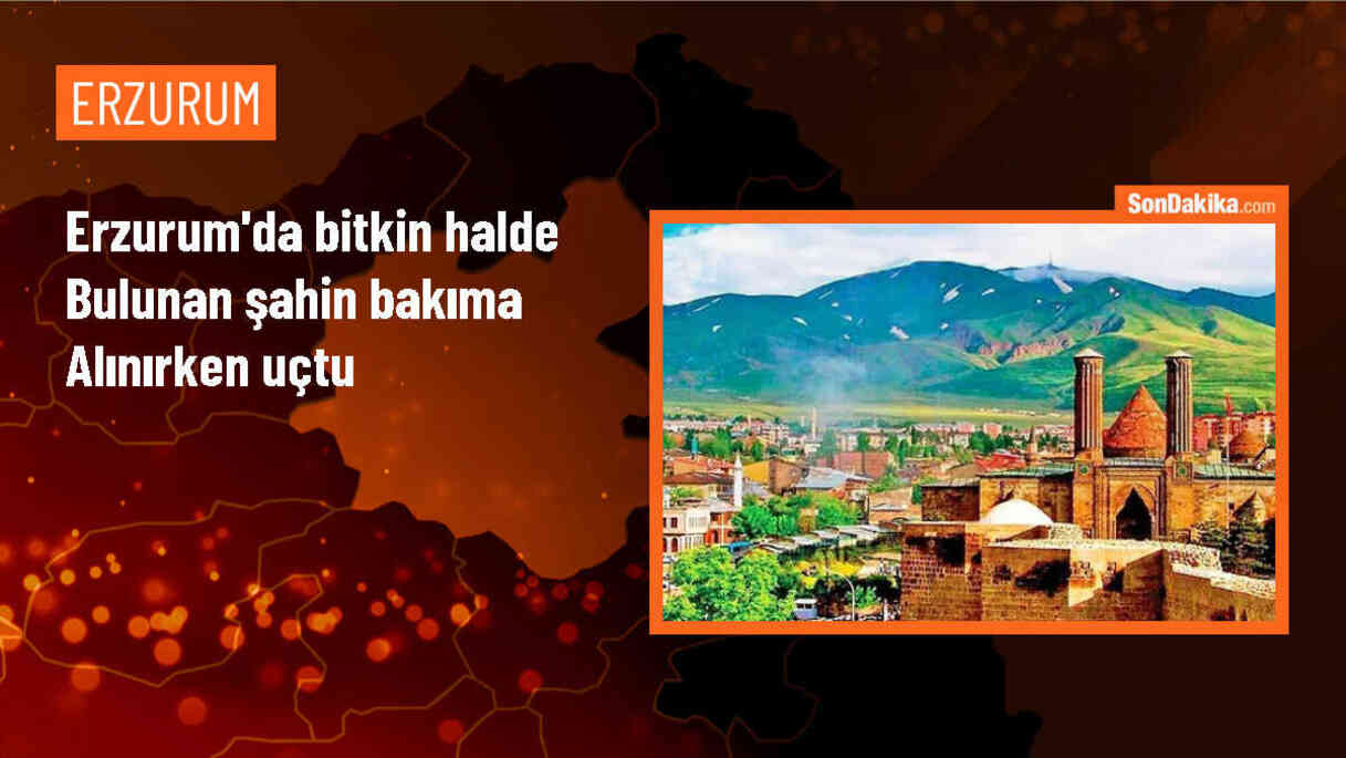 Erzurum\'da TRT Müdürlüğü bahçesinde bulunan şahin kaçtı
