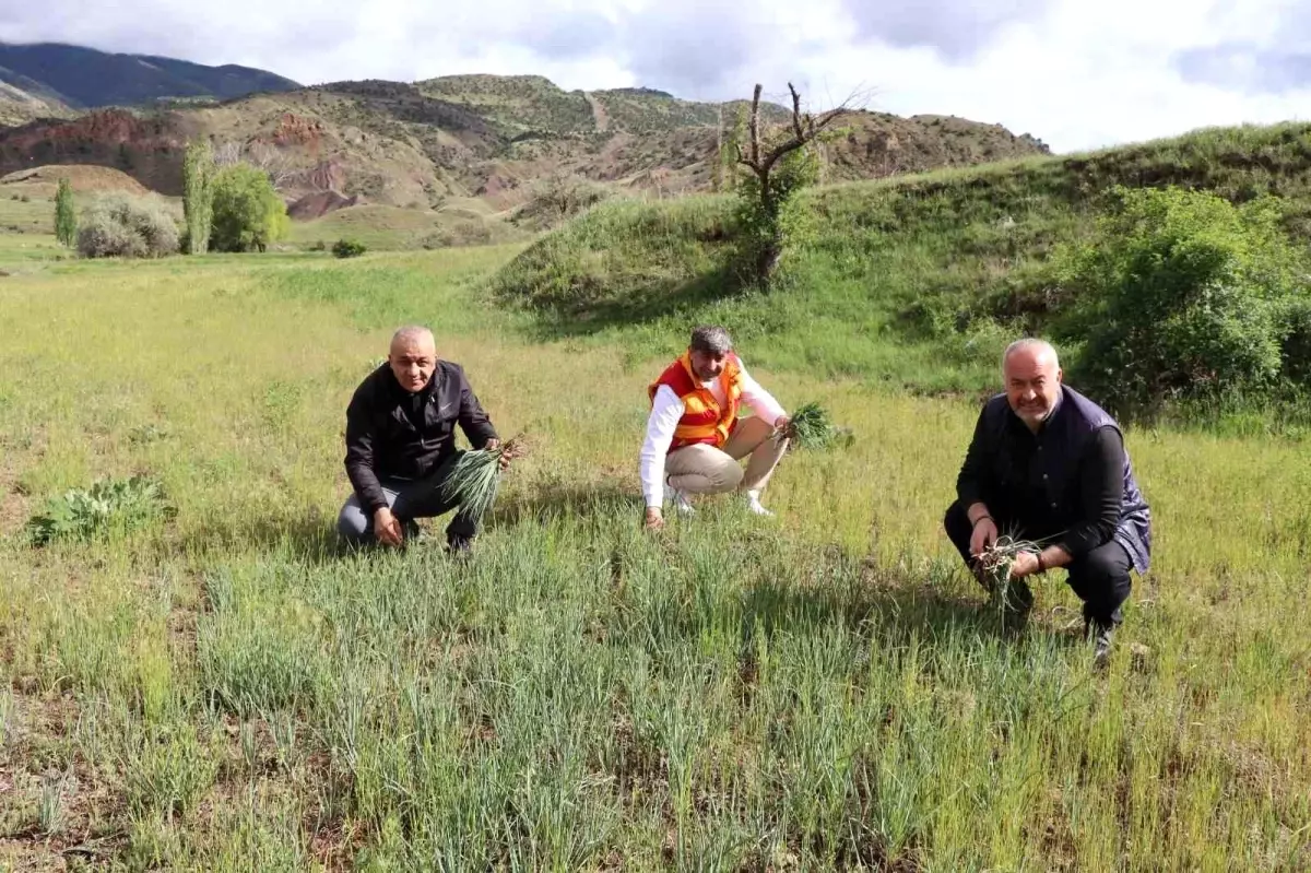 Erzurum\'un Oltu ilçesinde yağan yağmurlar sonrası doğada yemlik otu bereketi yaşanıyor