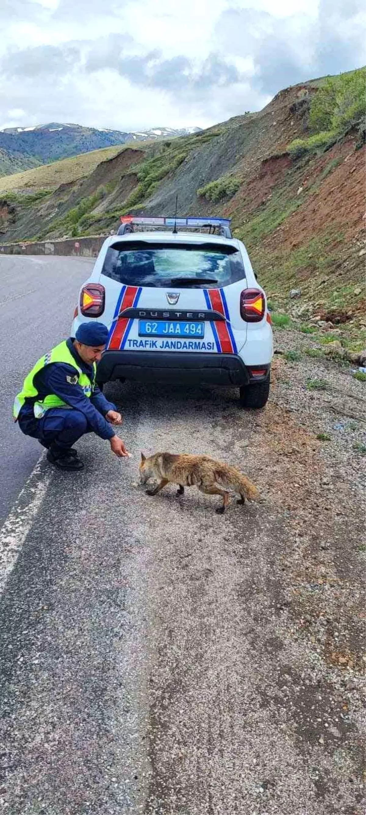 Tunceli\'de jandarma ekibi, yolun ortasında tilkiyi besledi