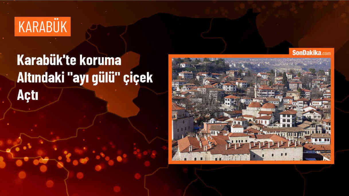 Karabük\'ün Safranbolu ilçesinde ayı gülü doğaya renk kattı