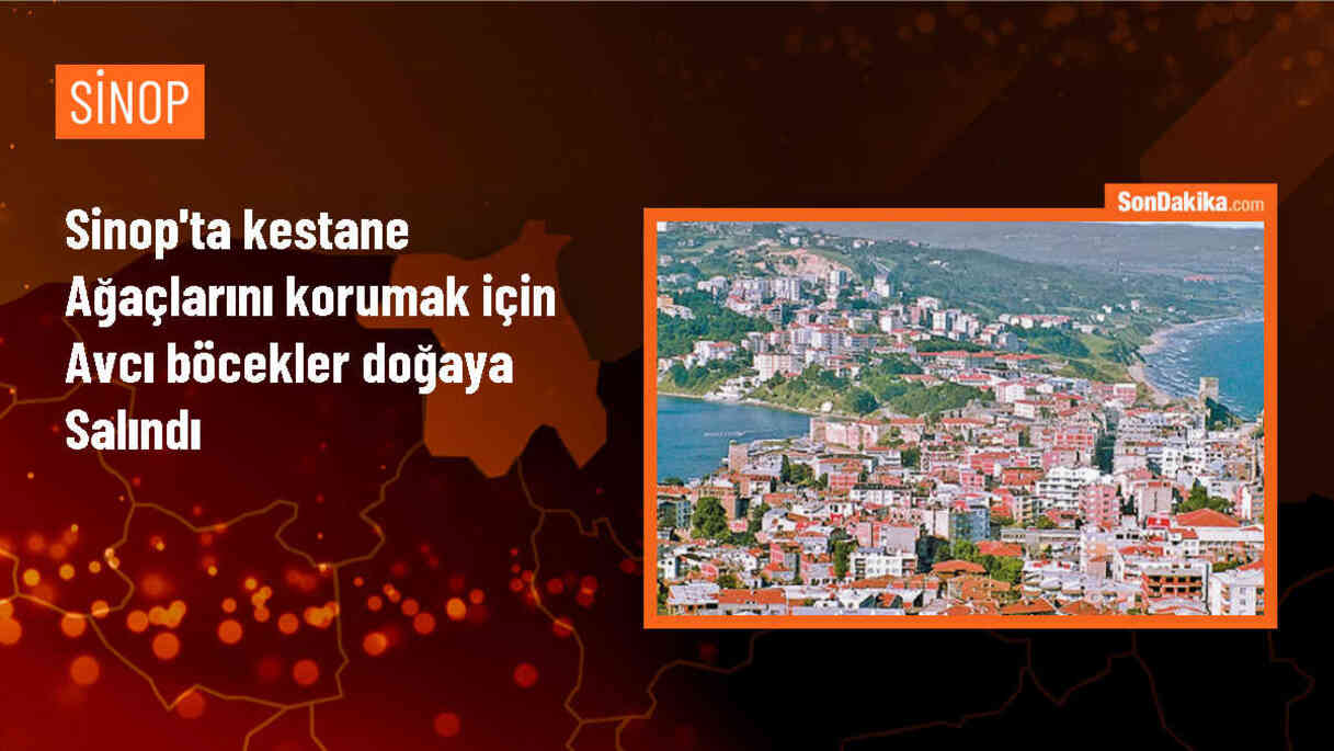 Sinop\'ta Kestane Ağaçlarını Zararlılardan Korumak İçin Avcı Böcekler Doğaya Salındı