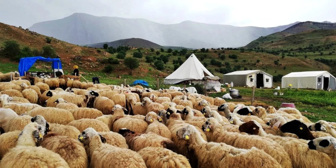 Erzincan\'daki Tulum Peyniri Üreticileri Mağdur Ediliyor