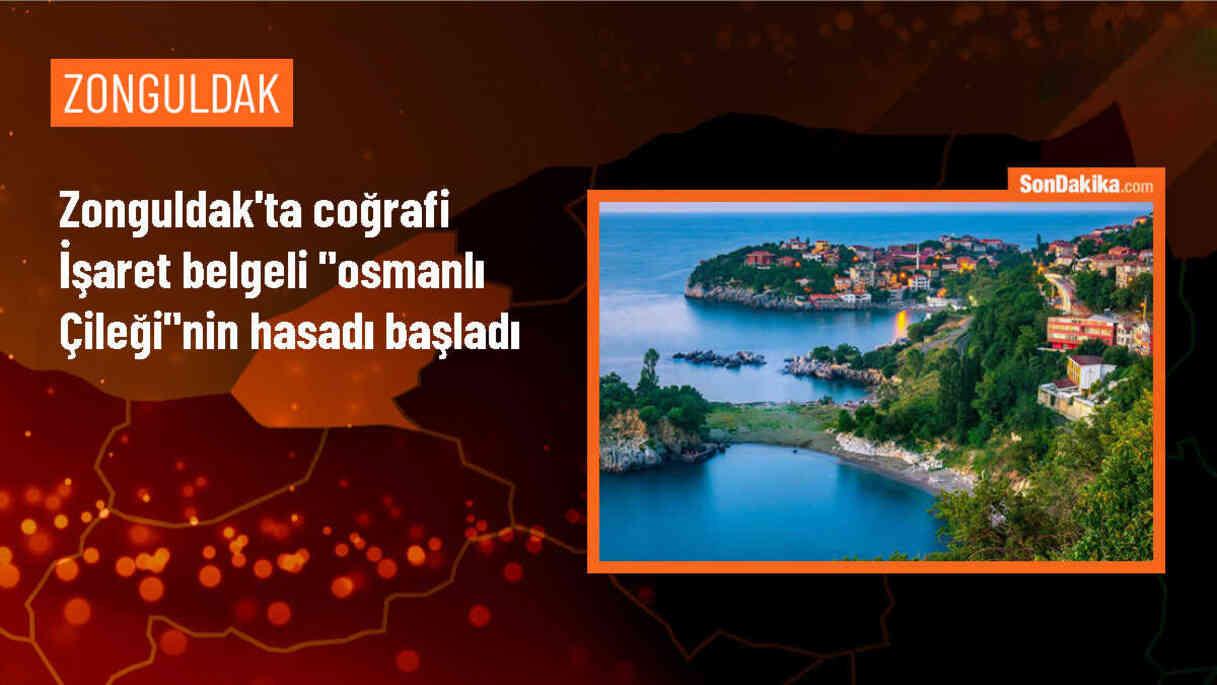 Zonguldak\'ta Osmanlı Çileği Hasadı Başladı