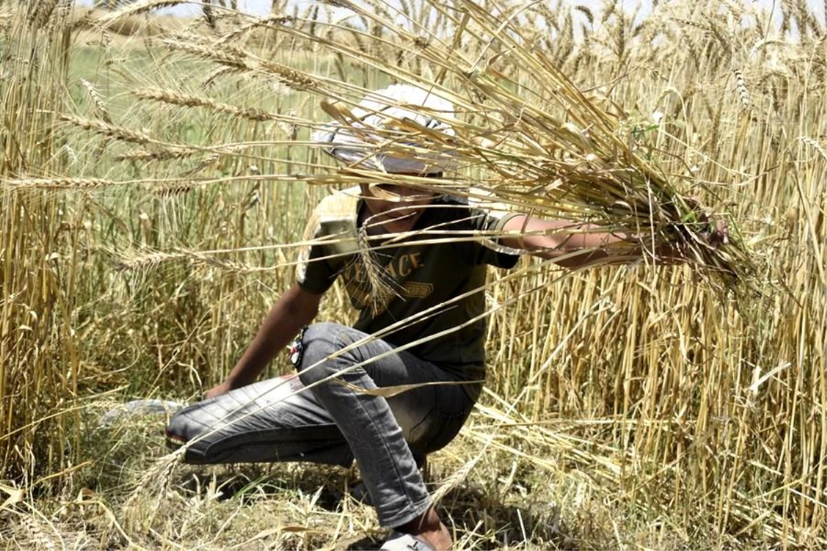 Pakistan\'da Buğday Hasadı Yapan Çiftçiler İyi Verim Elde Ediyor
