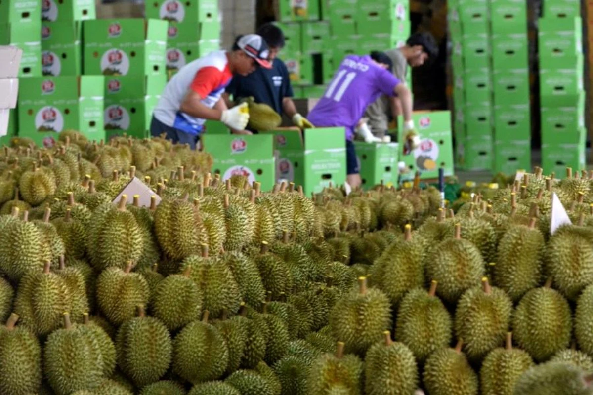 Tayland\'da Durian Hasadı Devam Ediyor