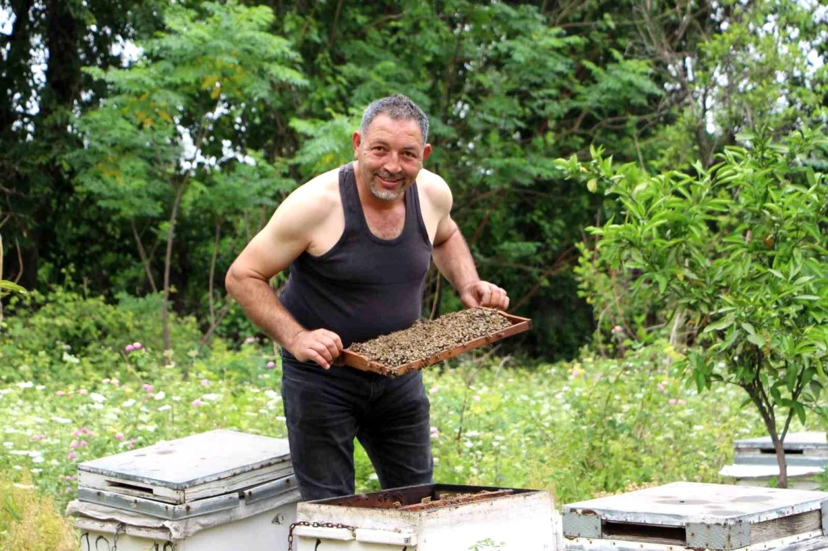 Hatay\'da arıcılık yapan adam, koruma önlemi almadan binlerce arıya meydan okuyor