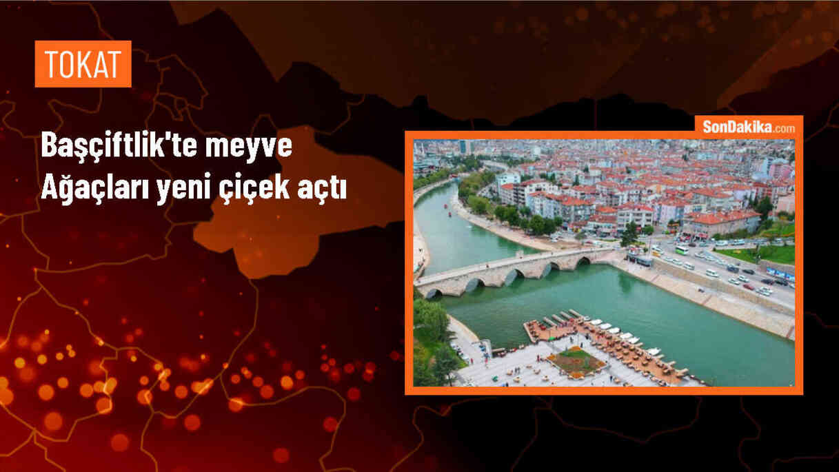 Tokat\'ın yüksek ilçesi Başçiftlik\'te meyve ağaçları yeni çiçek açtı