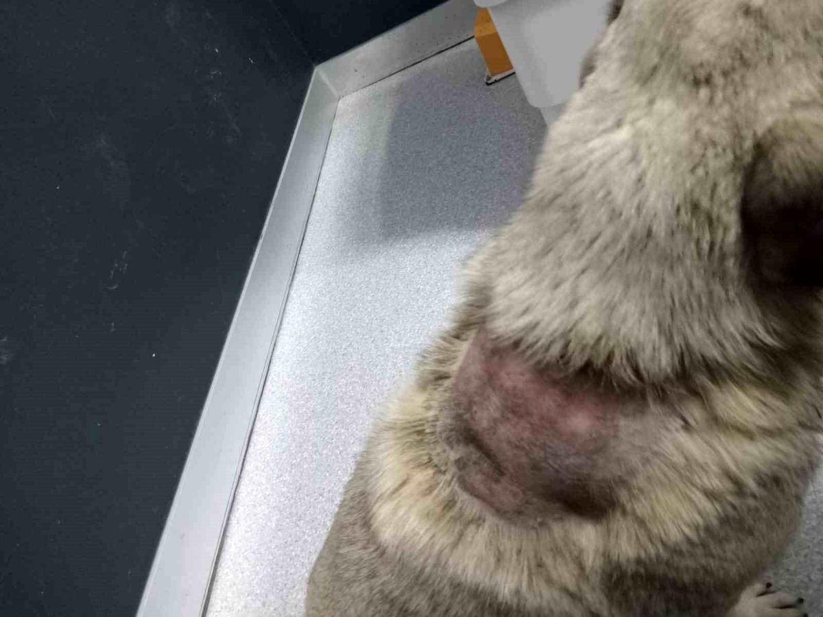 Büyükçekmece\'de Sokak Köpeğine Kaynar Su Döküldü