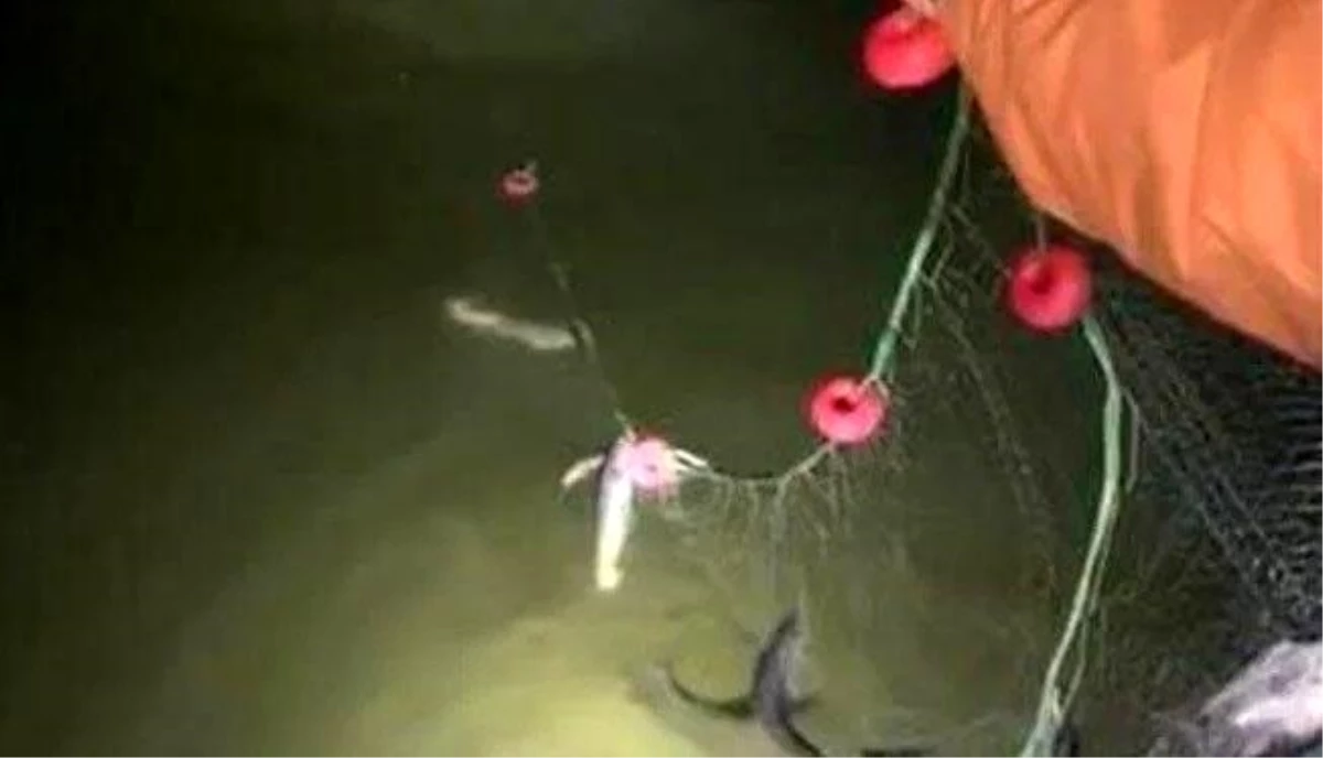 Van\'da kaçak avlanan 200 kilo canlı balık suya bırakıldı