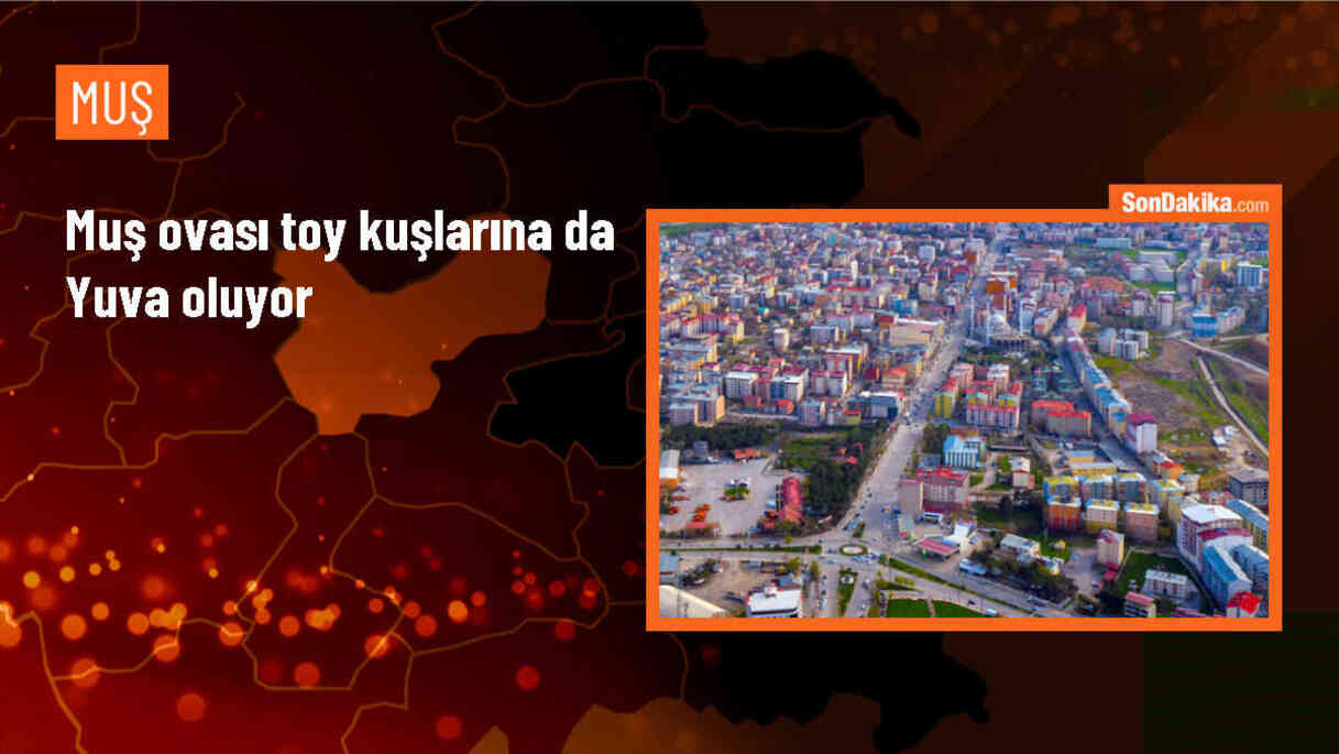Muş Ovası, Toy Kuşlarına Ev Sahipliği Yapıyor