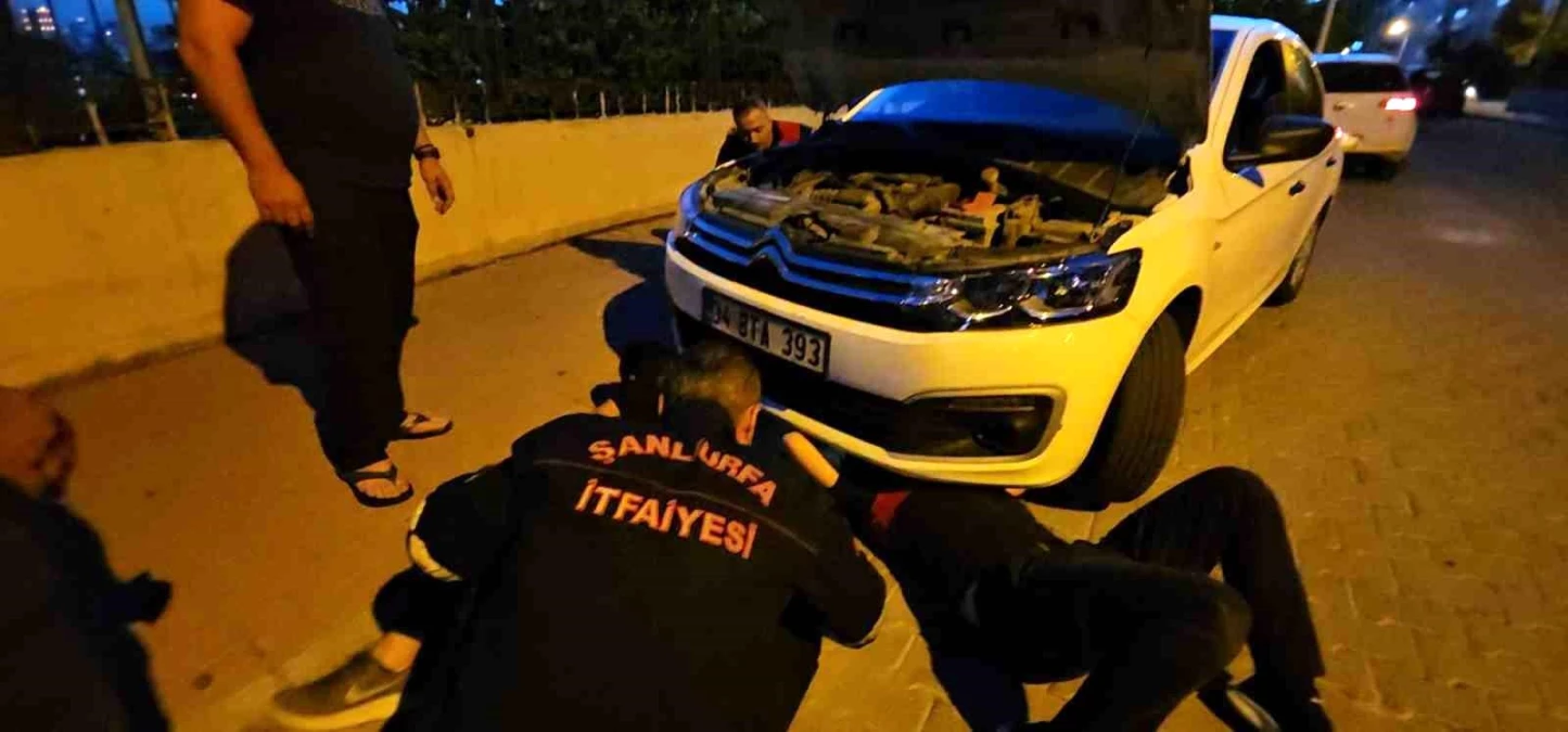 Şanlıurfa\'da Otomobilin Motor Bölümüne Sıkışan Kedi İtfaiye Tarafından Kurtarıldı