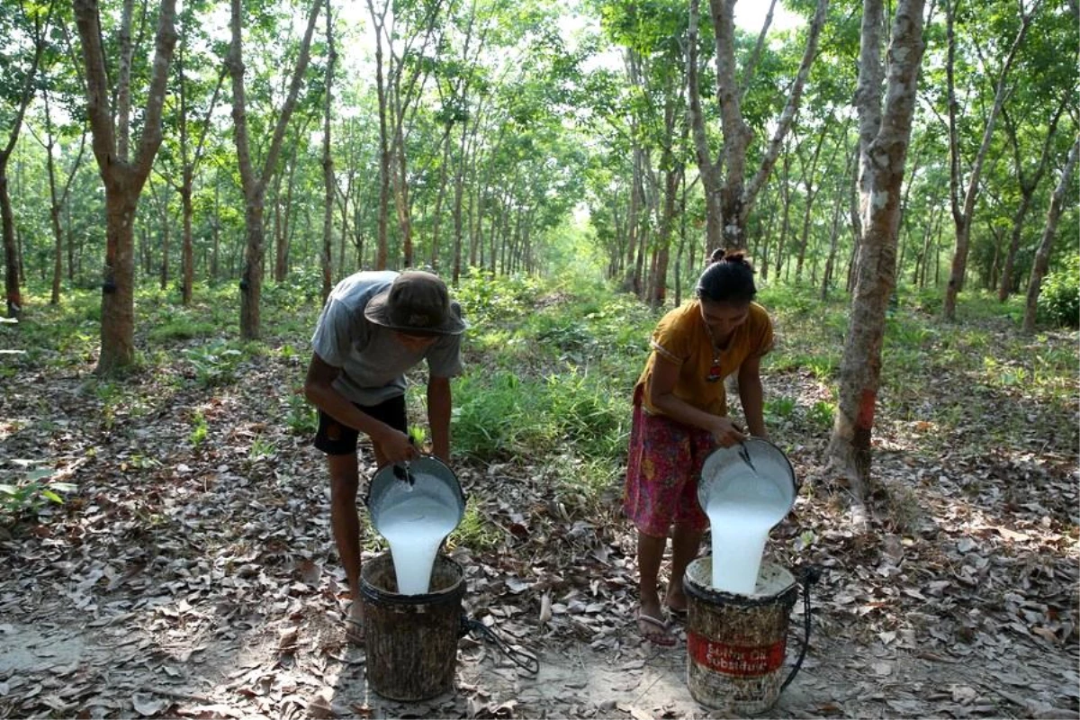 Myanmar\'da kauçuk çiftçileri ihracat hedefine odaklanıyor