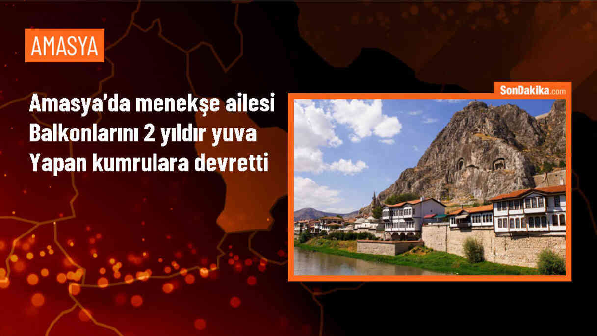 Amasya\'da Kumruların Balkonu İşgal Etmesi