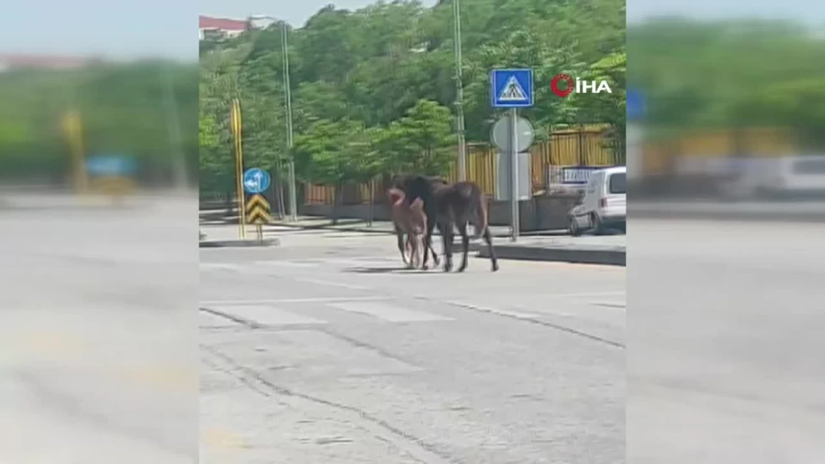 Ankara\'da sahipsiz atlar trafikte zor anlar yaşattı