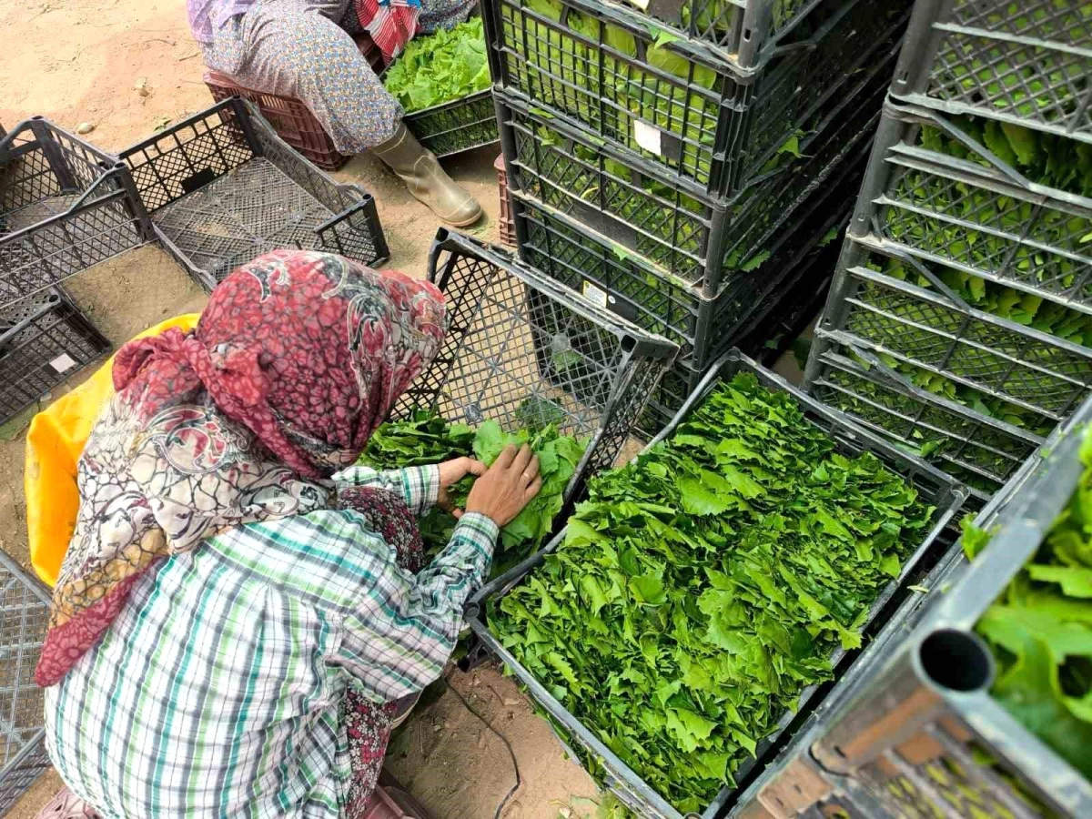 Manisa\'da Çekirdeksiz Sultaniye Üzüm Yaprakları Aile Ekonomisine Katkı Sağlıyor