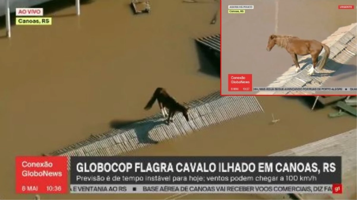 Brezilya\'daki sel felaketinde atlar hayatta kalabilmek için çatılara sığındı