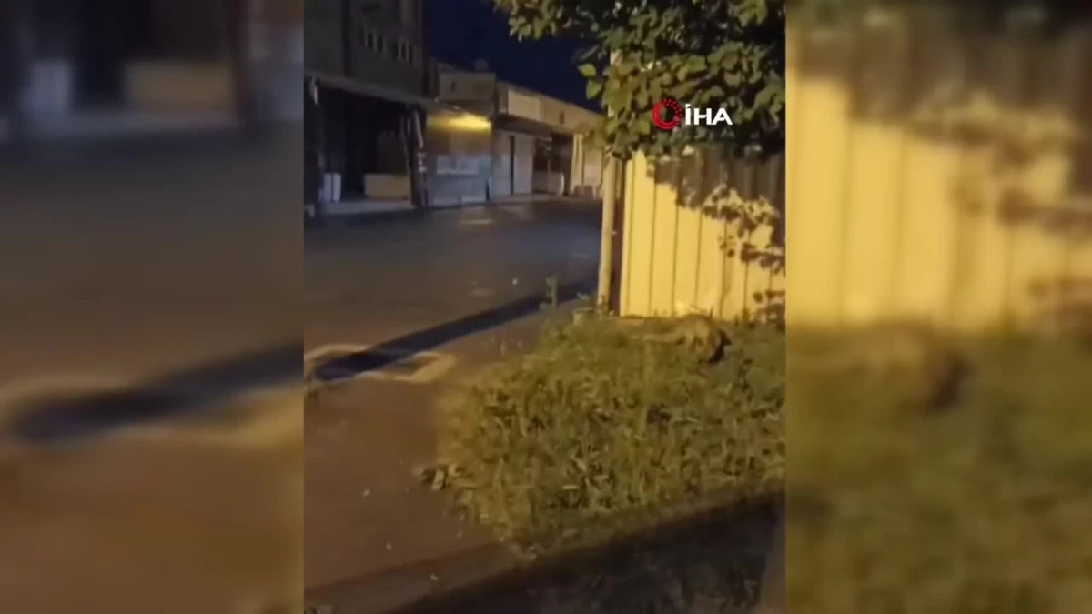 Bursa\'da sokakta gezen tilki görüntülendi
