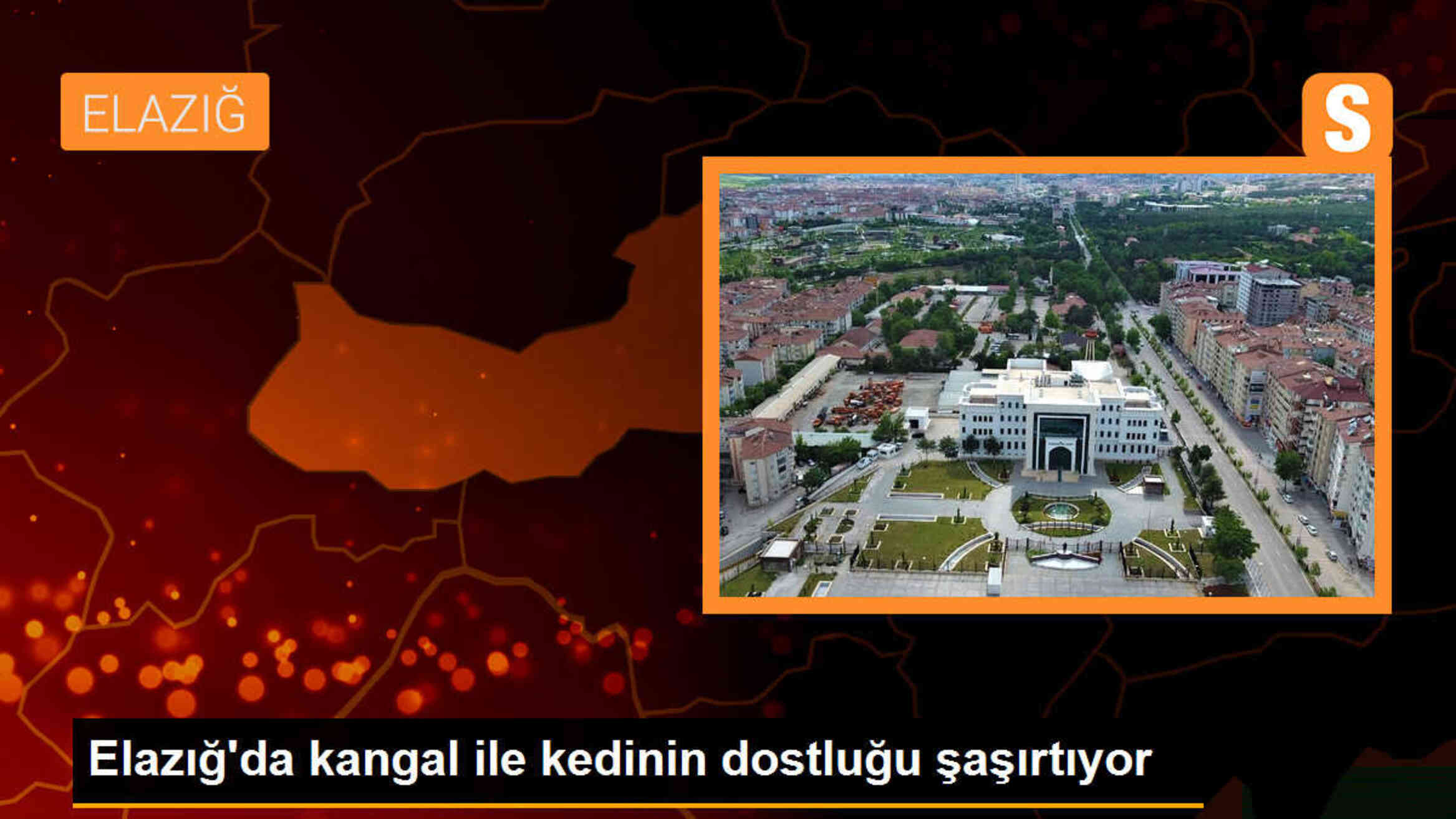 Elazığ\'da kangal ile kedinin dostluğu görenleri şaşırtıyor