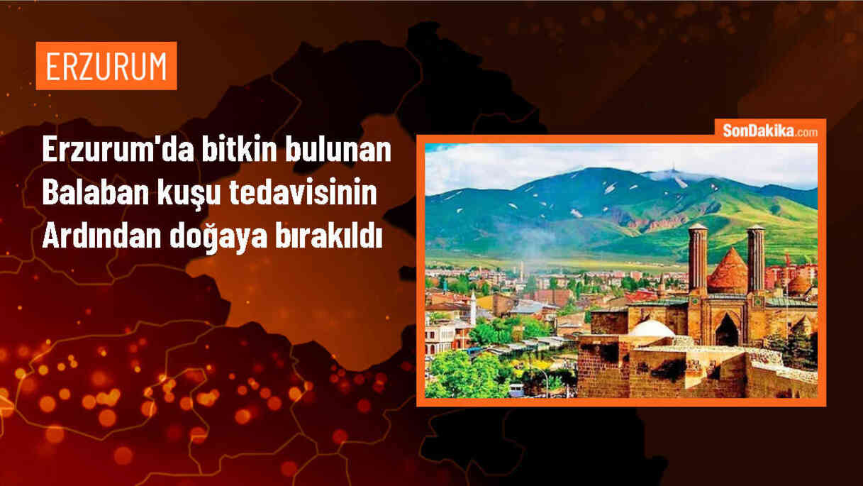 Erzurum\'da bitkin bulunan balaban kuşu doğal yaşam alanına salındı