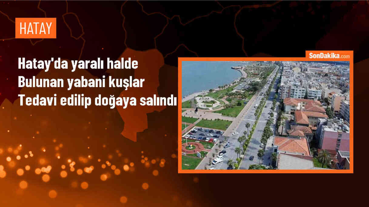 Hatay\'da yaralı halde bulunan 15 yabani kuş tedavi edildi ve doğaya salındı