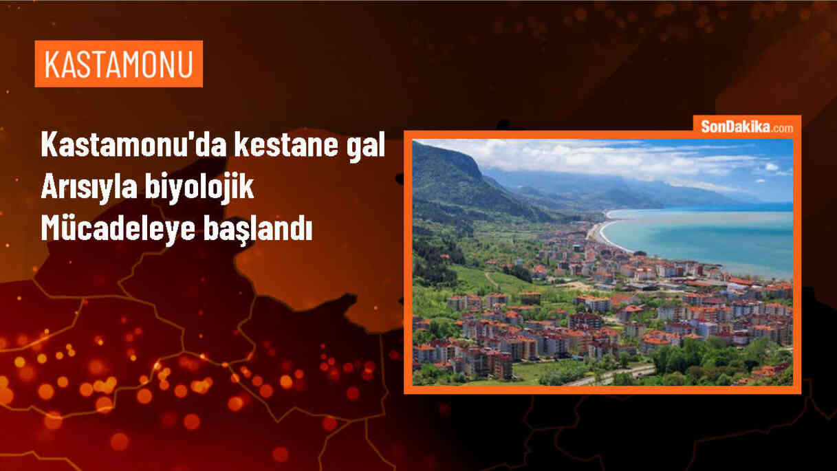 Kastamonu\'da Kestane Gal Arısına Karşı Biyolojik Mücadele Başladı