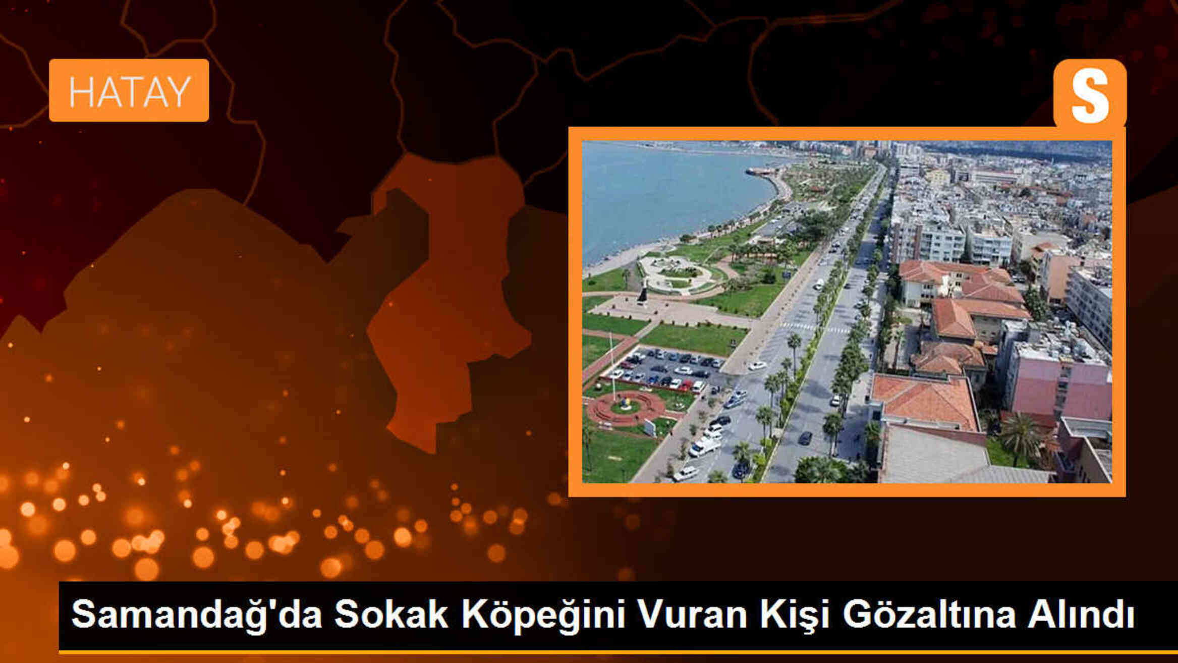 Hatay\'da Sokak Köpeğini Vuran Kişi Gözaltına Alındı