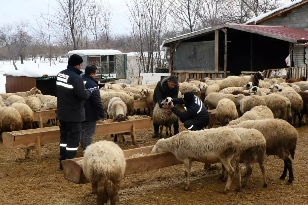 Çayırlı\'da Küçükbaş Hayvanlara Aşılama ve Küpeleme Çalışmaları Devam Ediyor