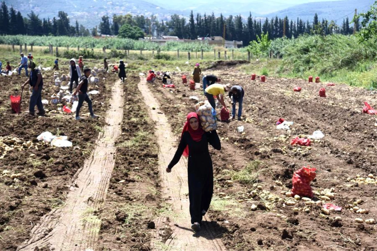 Lübnan\'ın Akkar vilayetinde patates hasat sezonu başladı