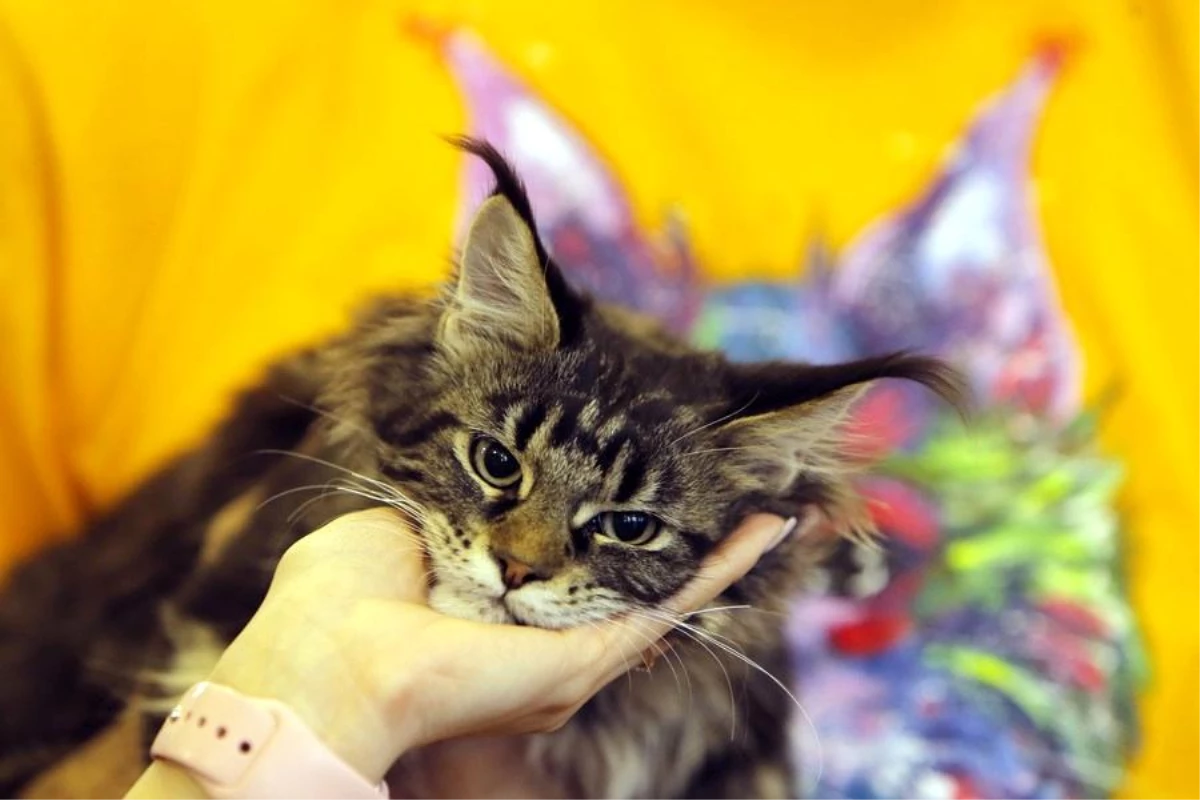 Bükreş\'te düzenlenen kedi güzellik yarışmasına 200 kedi katıldı