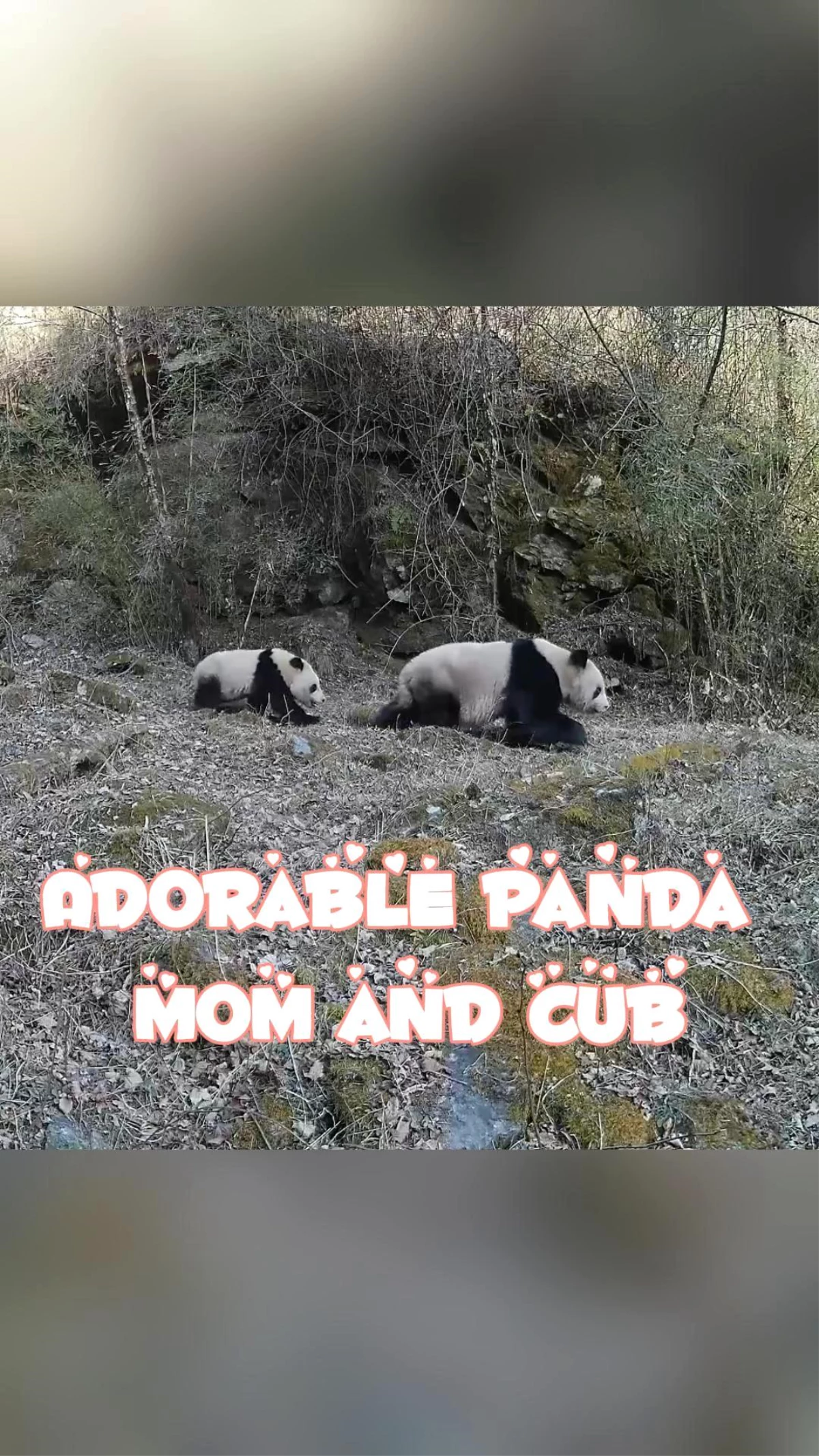 Vahşi dev panda anne ve yavrusunun çeşitli görüntüleri