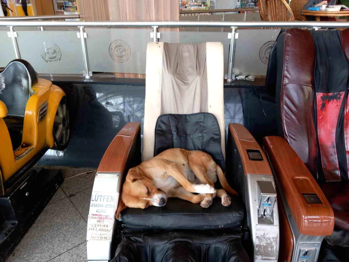 Eskişehir Otobüs Terminali\'nde Sevimli Köpek Minnoş