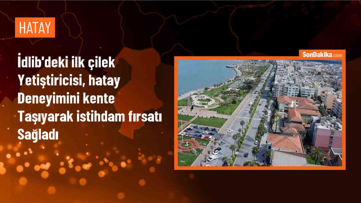 Suriyeli mülteciler çilek yetiştiriciliğiyle istihdam sağlıyor