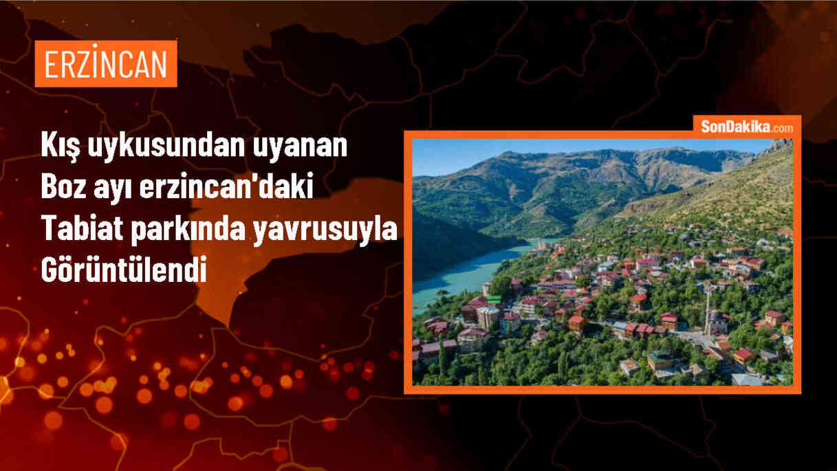 Erzincan\'daki Dumanlı Tabiat Parkı\'nda kış uykusundan uyanan bozayı ve yavrusu görüntülendi