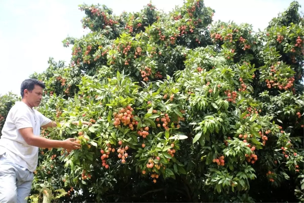 Bangladeş\'te Liçi Hasadı Başladı