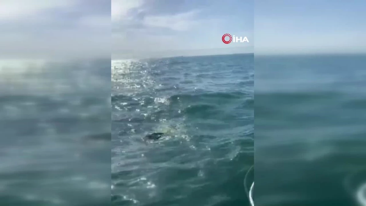 Amatör balıkçı 15 kiloluk balığı yakaladı